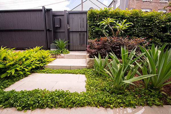 lilyfield11